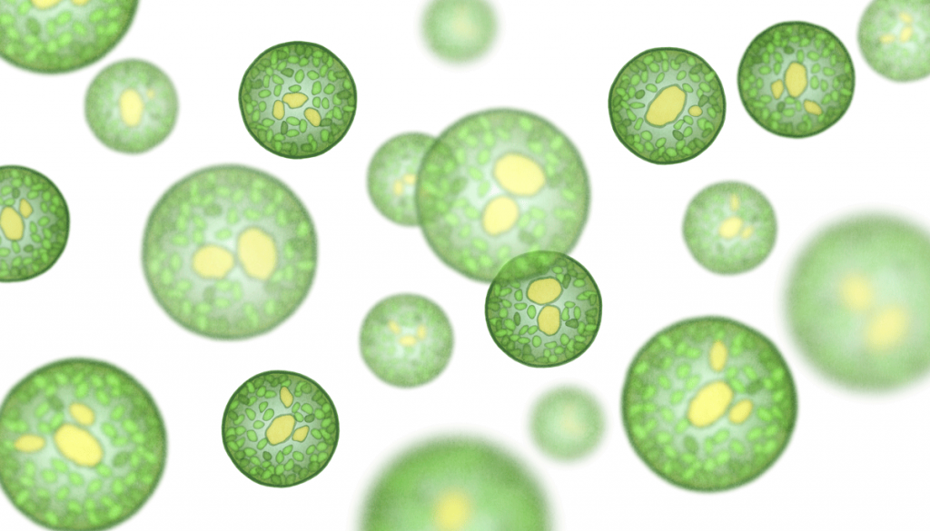 The Global Value Of Algae