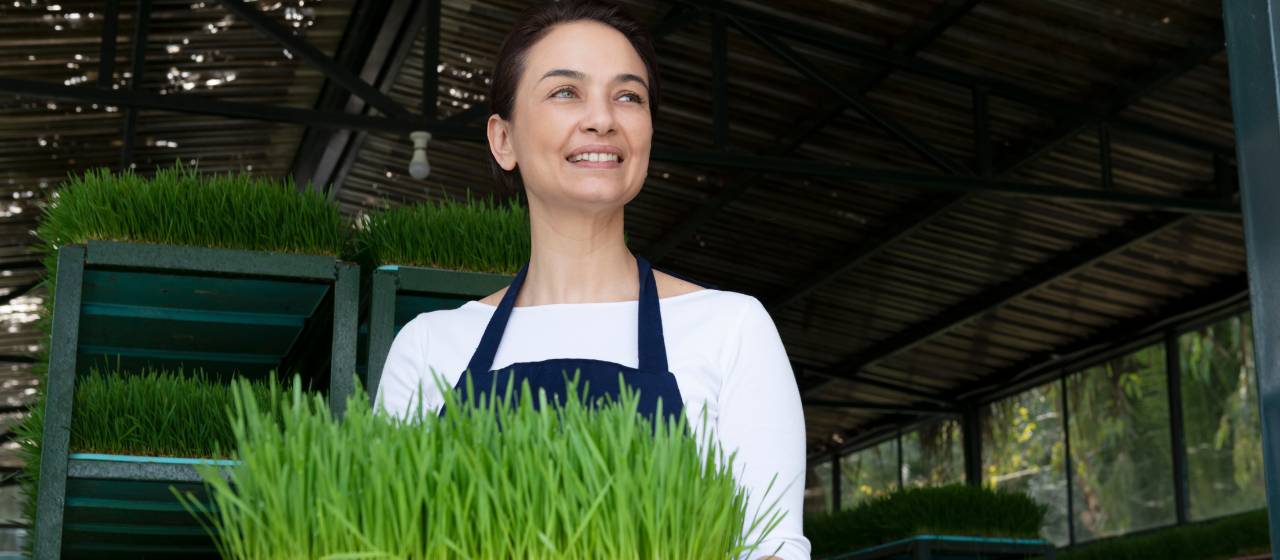 Wheatgrass